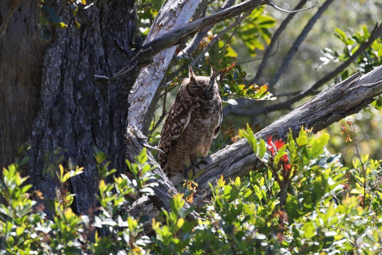The Wood Owl Natureʼs Valley Zewnętrze zdjęcie